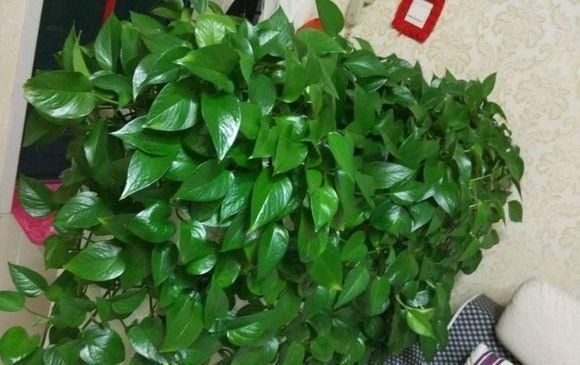 养花土板结“戳不动”,“2种水”家家都有,七天浇1次,疏松肥沃