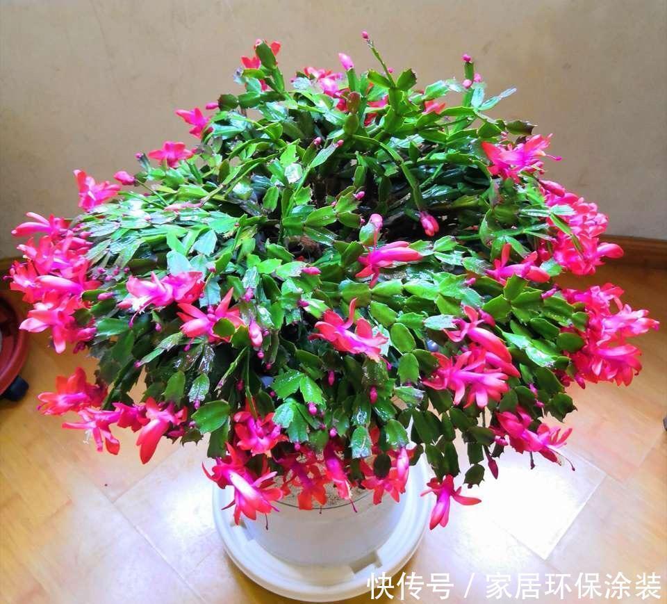 栽种|蟹爪兰侧芽多开花满盆，是因为加了这个，这是绝招