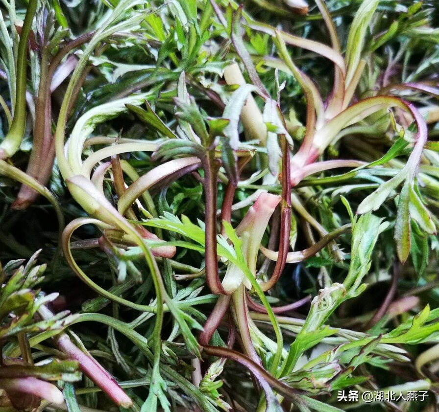 野菜|49种野菜大图片,带你见识不同的野菜和吃法,你想要的野菜这里有