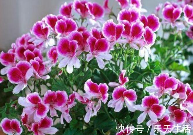 鸿运当头|适合卫生间养的4种花，没有阳光照样疯长，能除异味