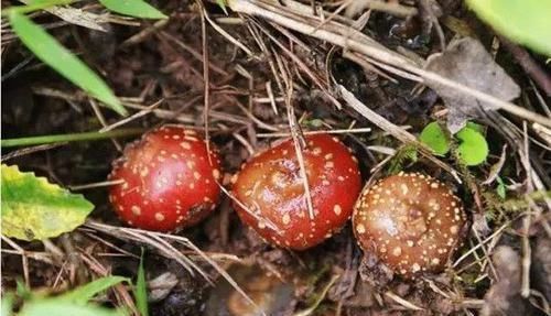 老人|农村泛滥满地的野果,是农村娃最爱的零食,现在老人也抢着吃