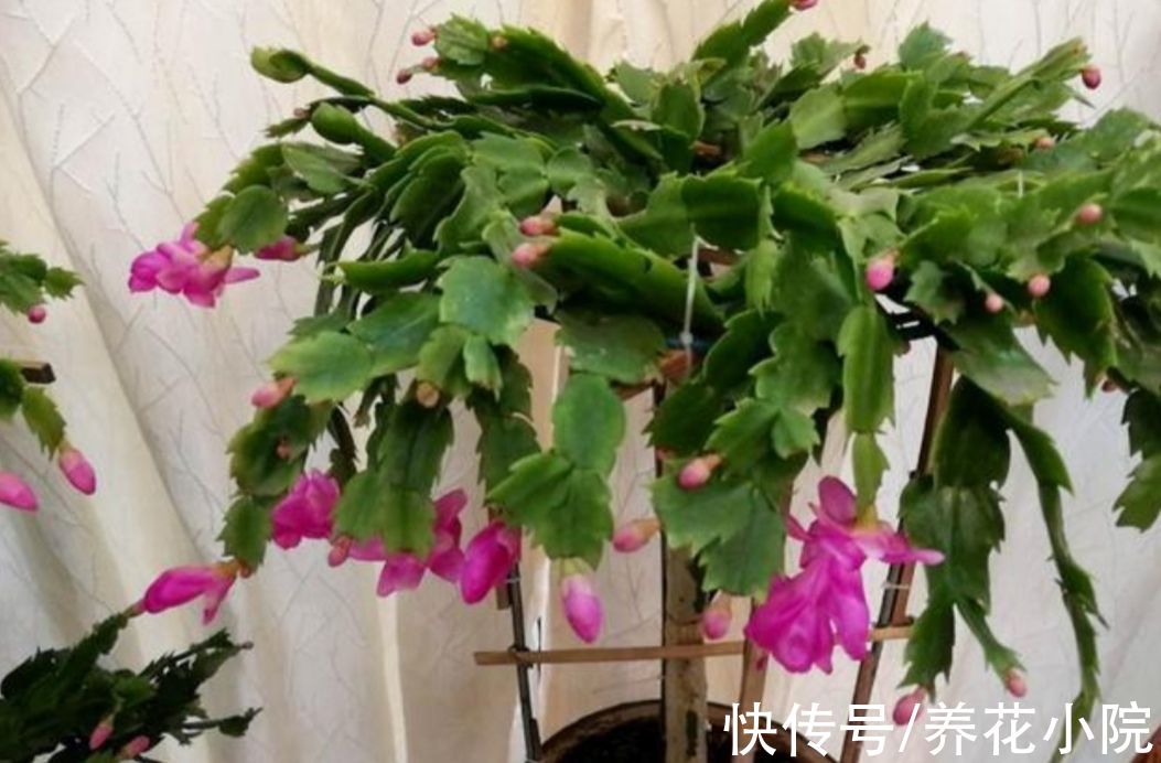 修剪|花友们都喜欢的“2种花”,比绿萝好养,开花又多又漂亮