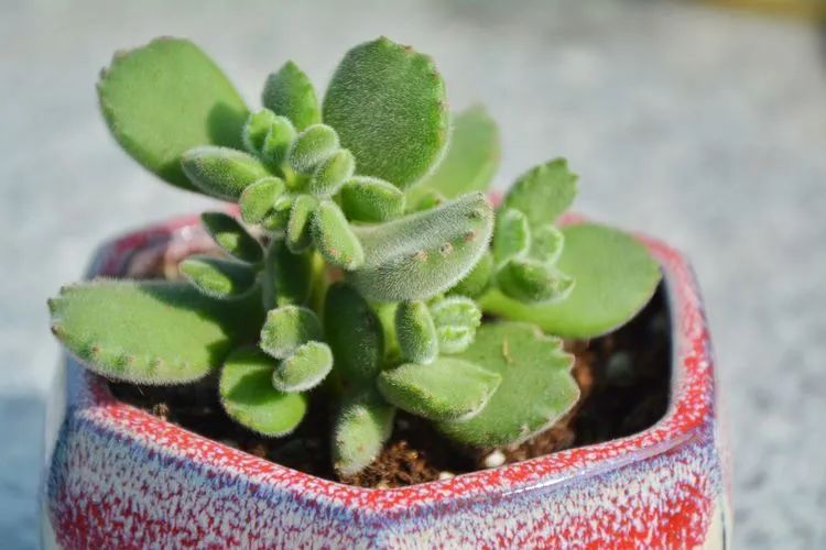 面朝大海的多肉们，在四季变迁中生生不息！