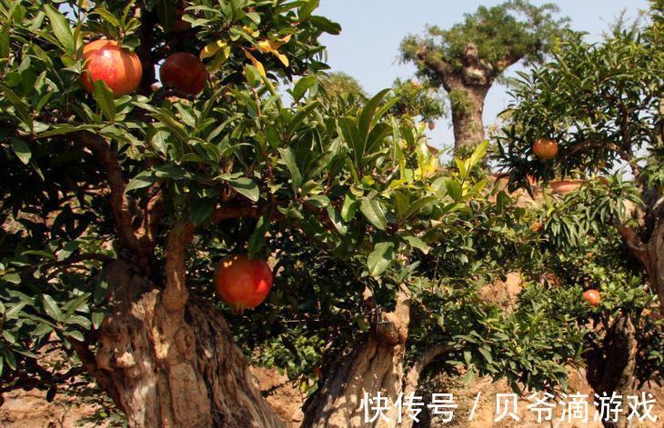如何轻松快速的做好一盆石榴盆景,你只差这几步