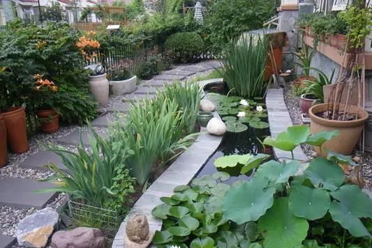 院子里的荷花鱼池，种这些绿植无需过滤又美观