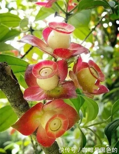 奇花|奇花、奇花、奇花、罕见奇花,赶快打开欣赏吧