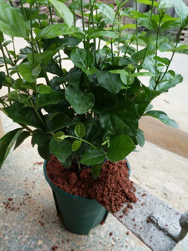 茉莉花徒长不开花老花匠新招数,修修剪,转转花盆,开花真不难