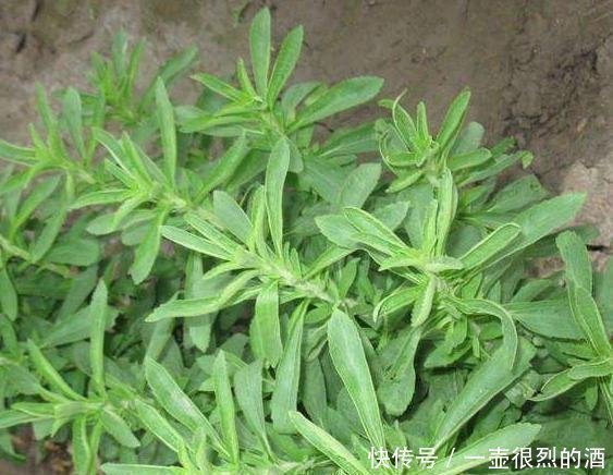 植物|农村一种“野草”，比白糖还甜50倍，却是天然“降糖药”，珍贵