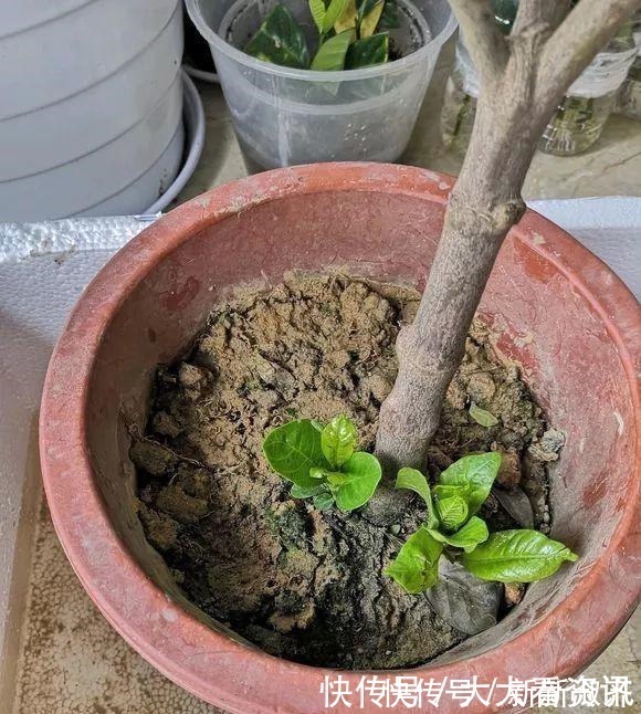 养花|养花浇了“夺命水”,难怪烂根、黄叶,2种水“千万”别乱用