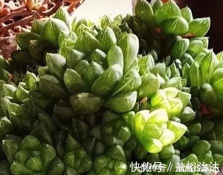 多肉|这些多肉真的有毒,喜欢养花的你要当心,萌新涨姿势