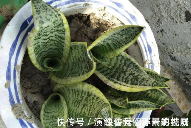 旺盛|虎皮兰、绿萝都喜欢“它”,花盆里“垫1块”,29天爆盆,旺盛!