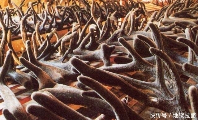 农民|像韭菜割了还会长,一克卖到80元,农民直呼:家里没矿谁舍得吃