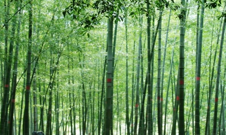 竹海|绍兴耗资5亿的景区，因一株桂花树而走红，被赞“醉香之地”