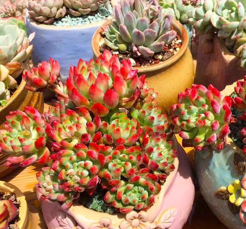 根系|露养的多肉浇水后,叶子发软奄奄一息,多半是3个原因导致