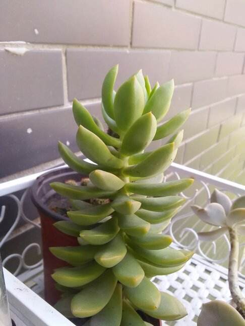 多肉徒长太难看,别急,1分种教你变“群生”和“老桩”!