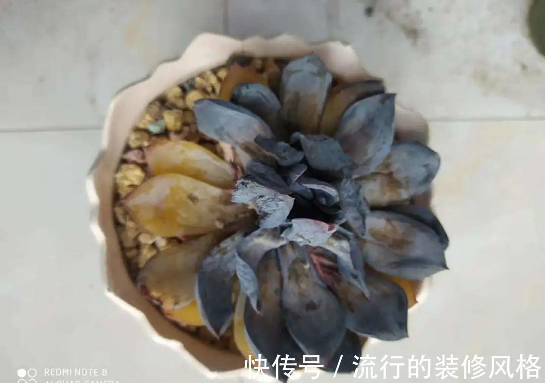 君子兰|8种花夏天不能买，买回来就死，白浪费钱