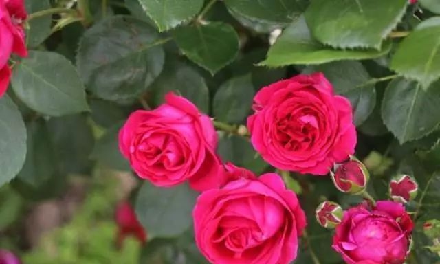 养花试试这款，鲜红色的花有玫瑰圈女王的称号