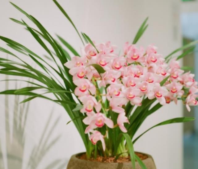 12月养兰花,3个动作操作不当,兰花花梗少,还容易消苞