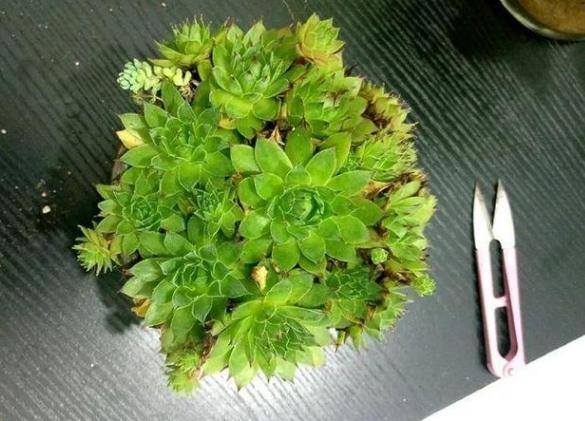 叶插多肉技巧分享掌握4个要点，一片叶子就能生根发芽成株