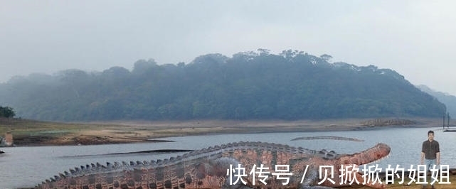 天敌$西游记的载人巨龟真实存在?子弹打不穿乌龟壳,全球只有一种天敌