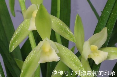 兰花|最爱开花的兰花,花色纯洁,香味浓郁,四季不落花,文人雅士最爱