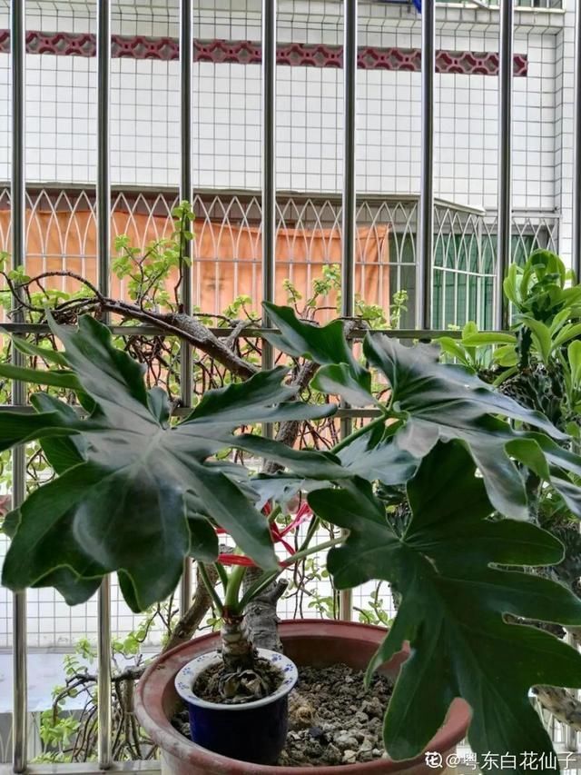 夏天养花,这个地方千万别摆,否则3天死翘翘