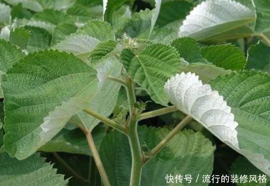 用途|农村全身是“宝”的野草,曾经被用来喂猪,殊不知价值珍贵用途多