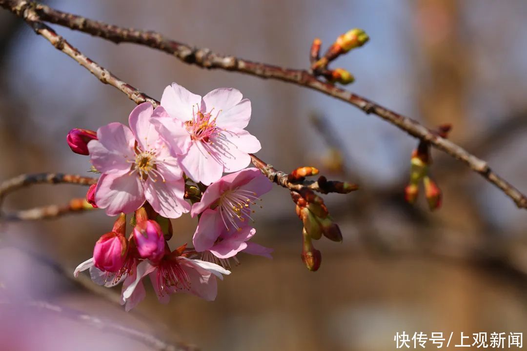 说出来你可别不信，松江这里的樱花已经开了