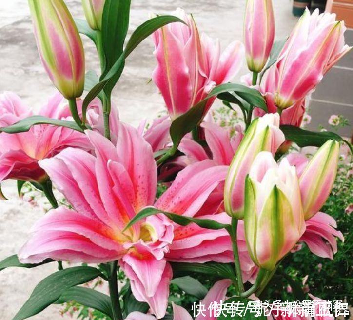 杜鹃花|几种花养家里，特别旺运，超级漂亮还旺运，满屋都是香气