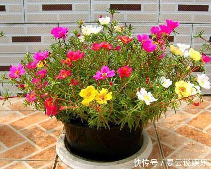 这几种花“花期”长,一开就是几个月,别人看了以为是假花