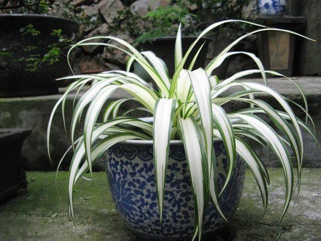 吊兰不用施肥换盆,用一招,快速疯长,1个月大变样,长爆盆