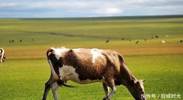 一身肌肉|为何人类每天吃肉，但却很难长肌肉，而牛只吃草却拥有一身肌肉？