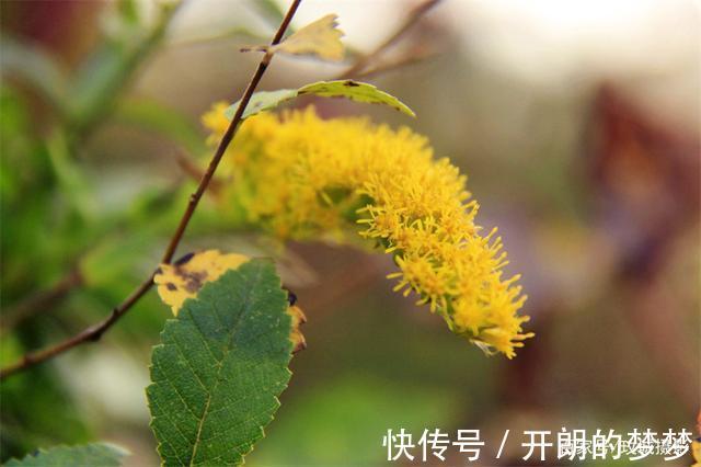 外来物种入侵济南!“加拿大一枝黄花”现身平阴河边