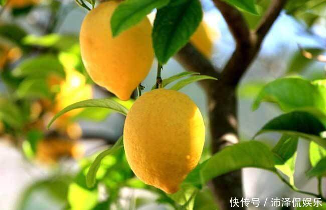 果子|初夏养生正当时,不妨多吃些此果子,气色红润,改善皮肤黑眼圈