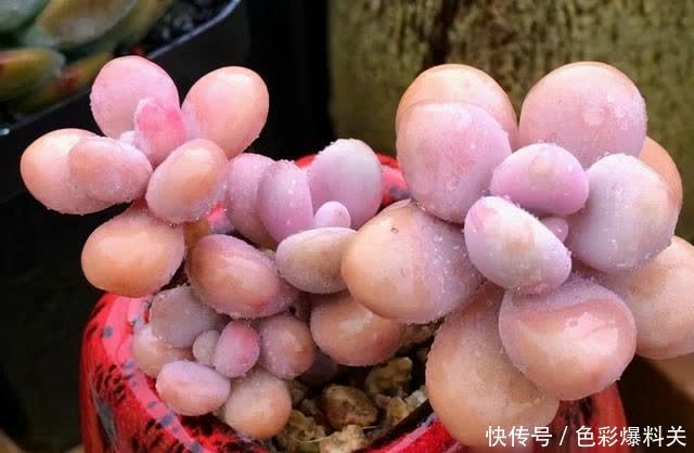 人气很高的4种“多肉”,一眼就入坑,萌得心肝颤,好养又好看
