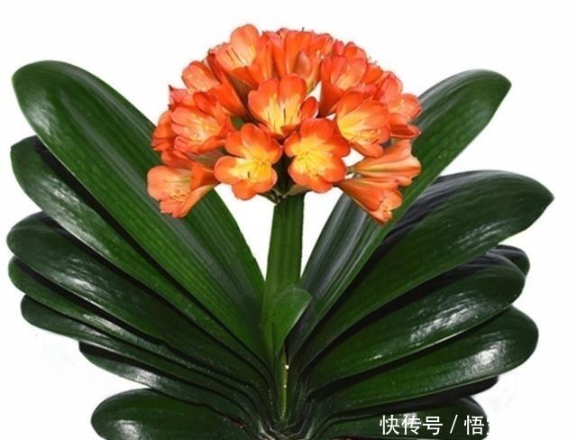 啤酒|一直不生长、不开花的君子兰,他只用了两点,当年就开花几十朵!
