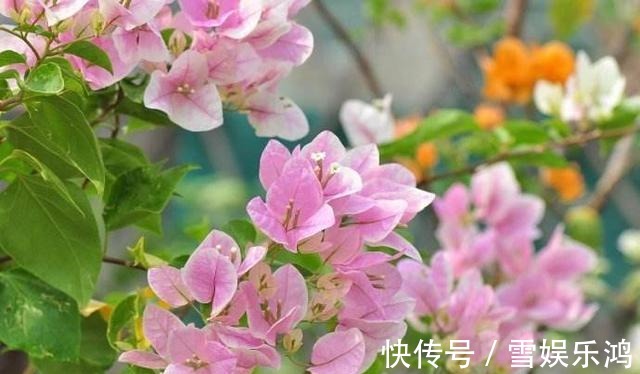 养护|这花名叫“百变小樱”，开起花来“不管不顾”，叶子都不长了！