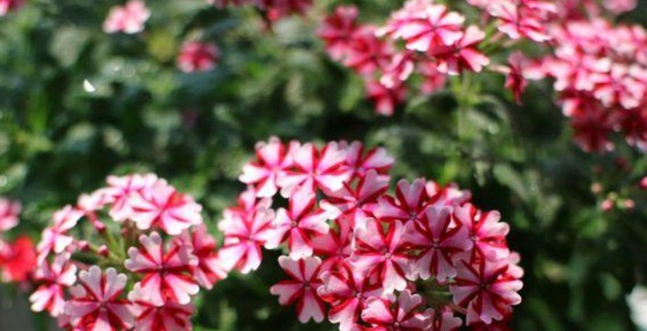 大户|4种花是“开花大户”,家里养两盆,四季有花赏,漂亮又好养