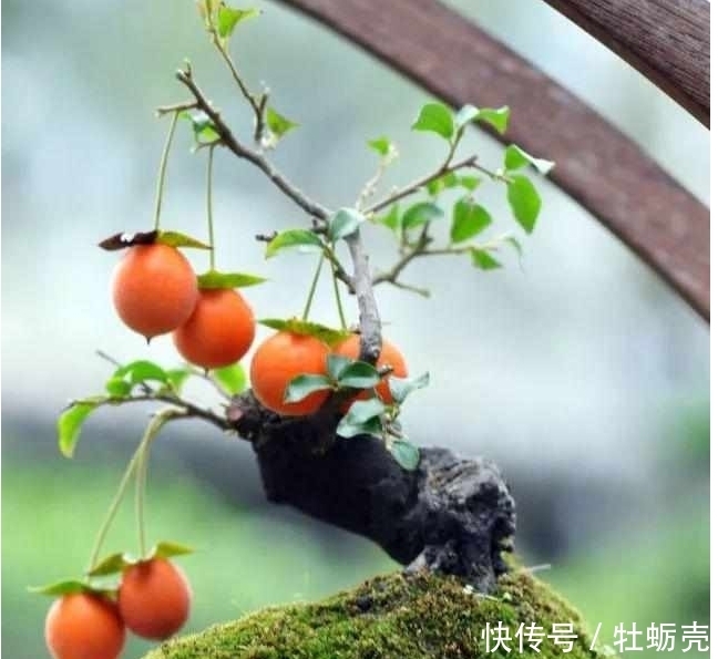 盆景欣赏:果红叶翠的金弹子就该这么玩,给你一种不一样的风格!