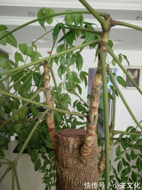 幸福树烂根还有救吗教你3个挽救小妙招,让幸福树“起死回生”