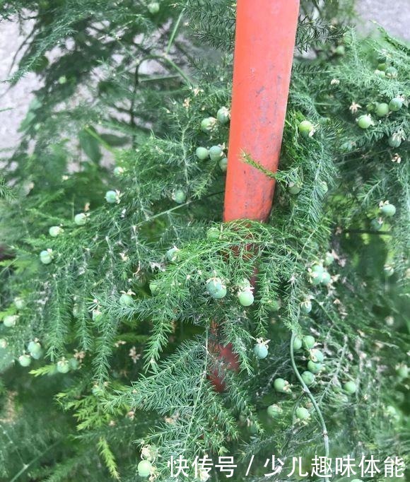 高手养文竹，开满了金花，还结了上百个小果子，这果子好吃吗！