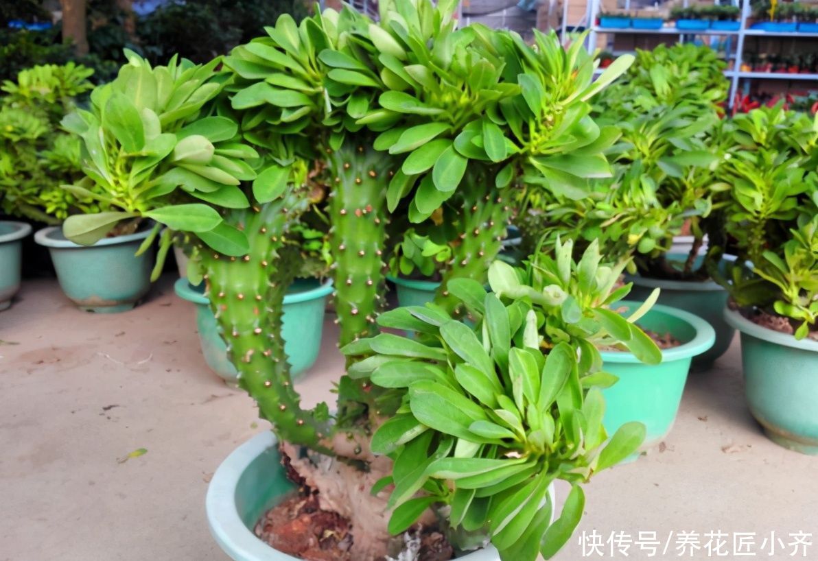 仙人球|威武霸气的3种花，少水少肥伺候它，可以养成“传家宝”