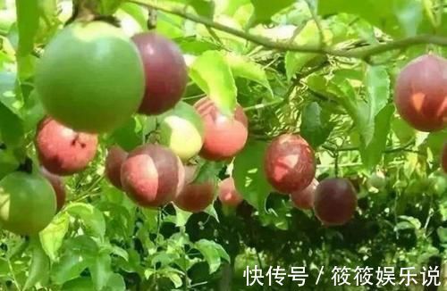 蛋黄果|想养生得会吃,3种食物换着吃,可以健脑,保护血管!