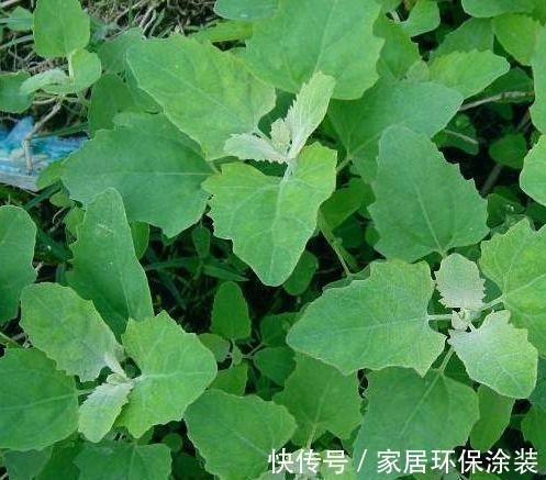 冬病夏治|女人不想老的得快，夏天吃点天然野菜，美容养颜、抗衰老