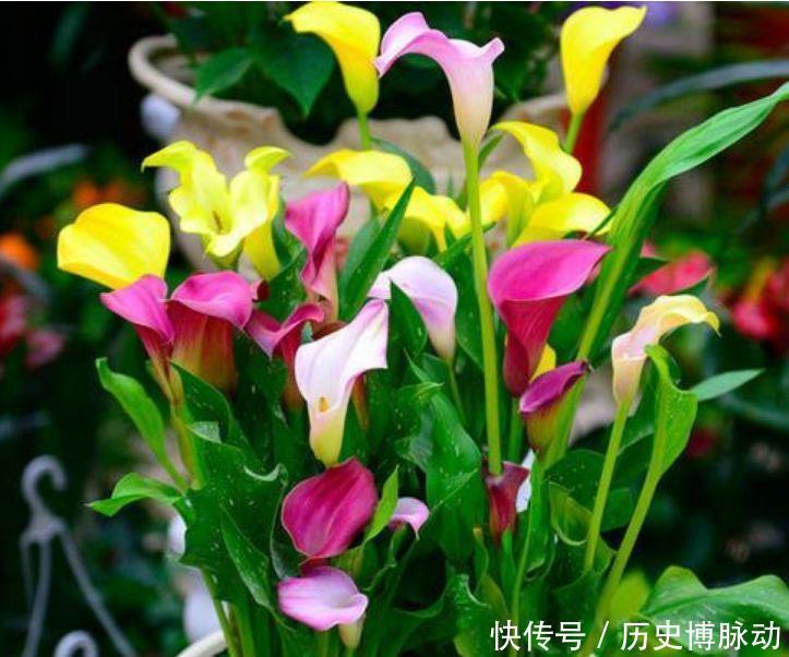 美的|几款花卉超美的,养护起来也很简单,浇点水就呼呼长