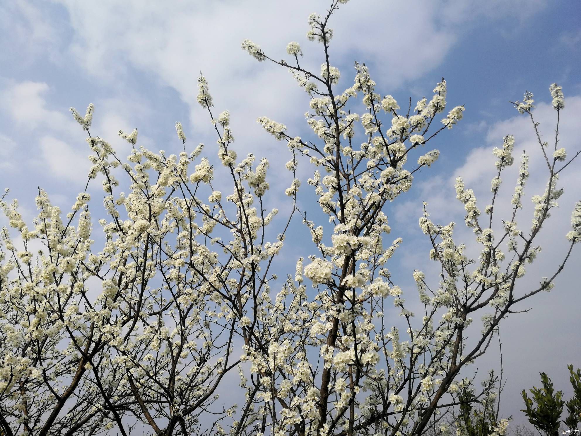 犹如|不负春光，乡村赏花