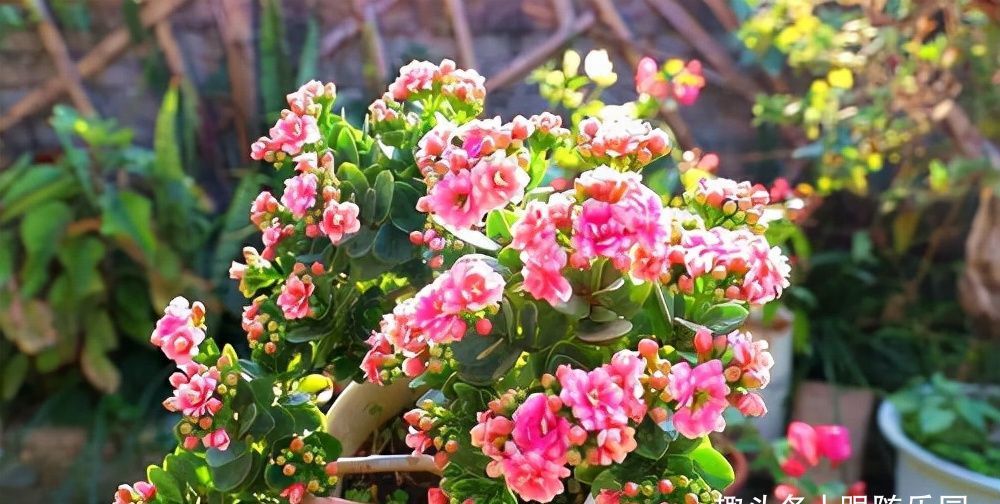 5种“养不死”的花,遇到土就能活,养死它的,建议别养花了!