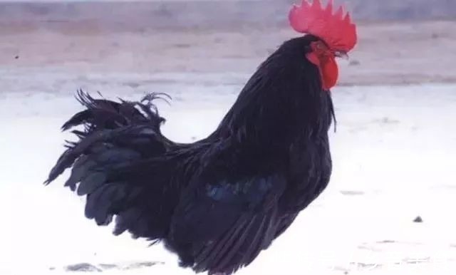 各地|各地地方畅销菜2!