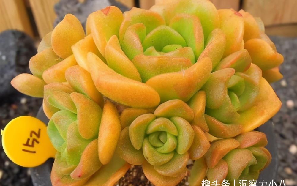 这“三多肉”入冬就开挂,叶片自带“香气”,遇水疯长憋成小老桩