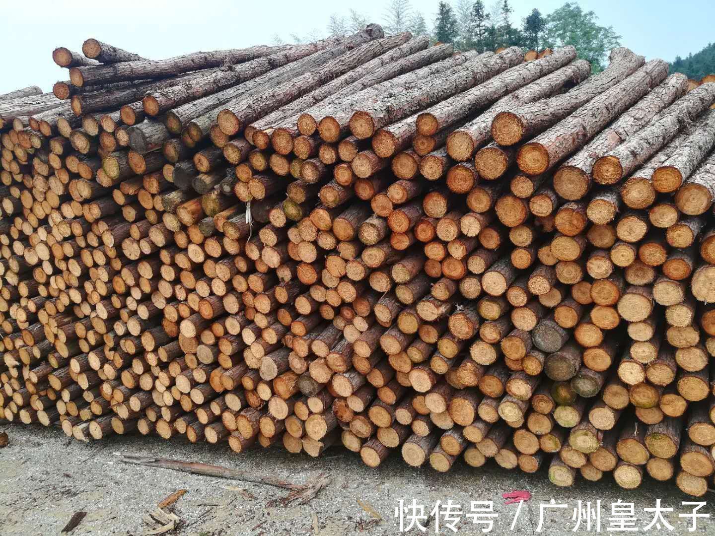 橡木|这7种木材之最,想买家具一定要知道
